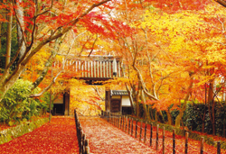 JRで行く紅葉の京都名所めぐり 3日間