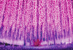 日本三大イルミネーション あしかがフラワーパーク~光の花の庭~ 今が旬!!いちご狩り