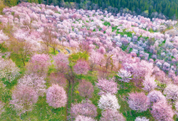絶景を求めて JR只見線乗車と淡紅色の桜峠