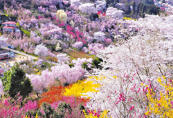 福島の桃源郷　花見山公園と「花ももの湯」３種の源泉湯めぐり！