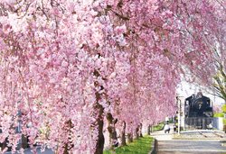 日中線跡地しだれ桜並木と田舎のごっつぉ料理