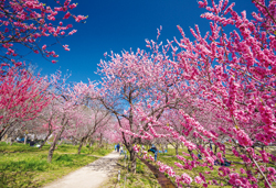 古河の花桃、幸手権現堂堤の桜と菜の花の競演