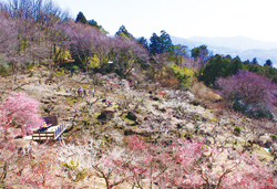 筑波山梅まつりと世界一の牛久大仏、あんばさま大杉神社