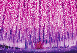 日本三大イルミネーション　あしかがフラワーパーク～光の花の庭～ 今が旬！！