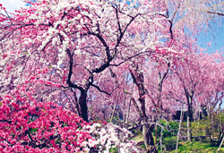 JRで行く 桜の名所 奈良・京都 3日間