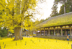 歴史と文化に触れる会津郷土料理と黄金に輝く長床の大イチョウ