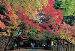 京都・滋賀の紅葉名所めぐりと竹生島クルーズ 3日間