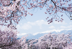 高遠・上田の桜名所めぐりと国宝の城、飛騨高山　３日間