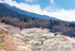 春のトンネルミステリ~ツア~