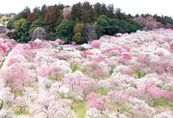 第130回記念水戸の梅まつりとフルーツトマト狩り