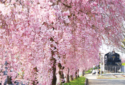 ローカル鉄道只見線乗車と日中線跡地しだれ桜並木