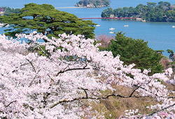春爛漫!みちのく桜名所めぐり 3日間