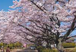 頭上に広がるさくらのトンネルを散策し、いちご狩りで春を楽しむ