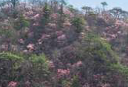 第１弾　季節の花々・群生地めぐり