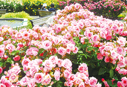 たっぷり滞在、豪華な春バラを楽しむ京成バラ園