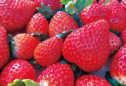 あしかが『ふじのはな物語』と本場栃木いちご狩り