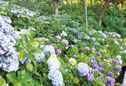 １０，０００株のあじさいの杜と水郷潮来あやめまつり、ぶらっと成田山門前散策の旅