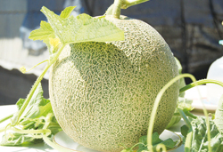 鮮やかな色彩　雨引観音のあじさいと旬のおいしさを味わう　鉾田のメロン