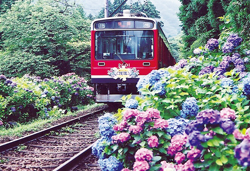 初夏の風物詩　箱根あじさい電車と御殿場高原　時之栖