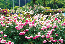 雲上の楽園！湯沢高原パノラマパークと越後丘陵公園香りのバラ園