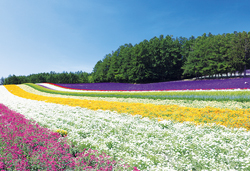 ラベンダーの富良野と丘のまち美瑛・旭山動物園　３日間