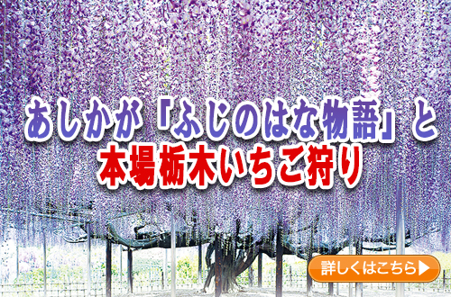 あしかが『ふじのはな物語』と本場栃木いちご狩り