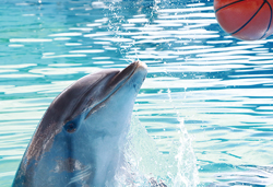 豪華絢爛!仙台七夕まつりと仙台うみの杜水族館